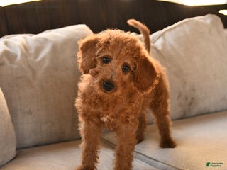 Miniature Labradoodle dogs - Ad 5