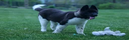 Akita dogs for sale: Olive - Ad 7