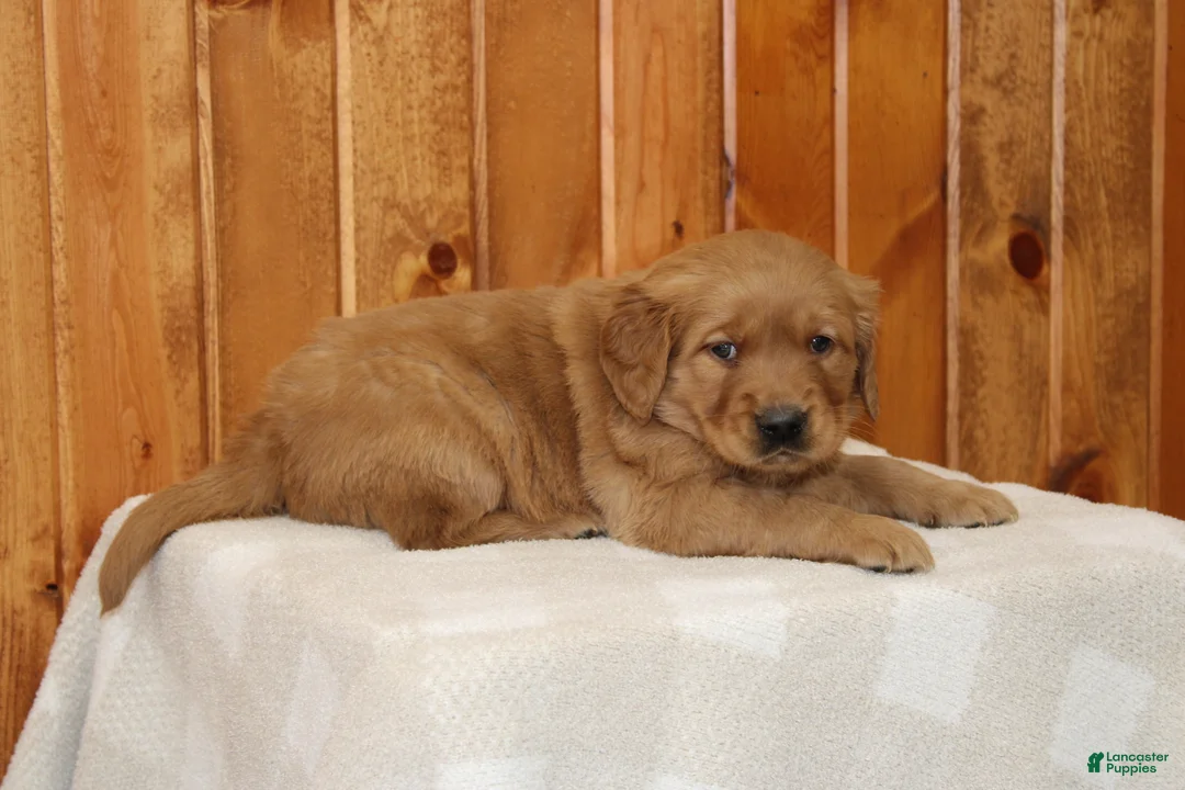 Golden Retriever dogs for sale: Comrade - Ad 1