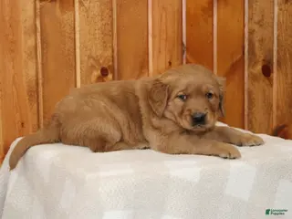 Golden Retriever dogs Comrade - Ad 16