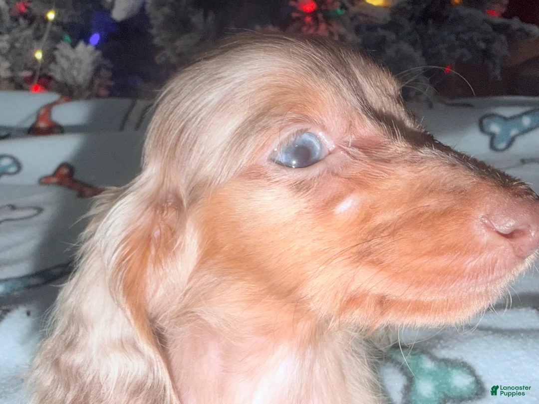 Miniature Dachshund dogs for sale: Bright blue eye - Ad 30