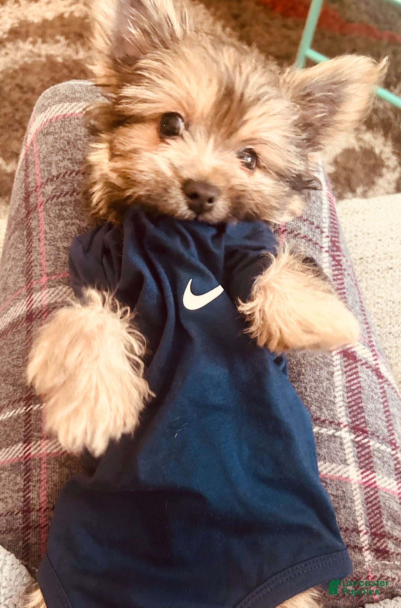 Yorkshire Terrier dogs Yorkshire Terrier Puppy - Ad 11