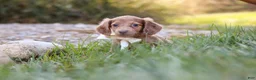 Dachshund dogs for sale: Amelia - Ad 3