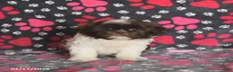 Shih Tzu dogs for sale: Tammy - Ad 5