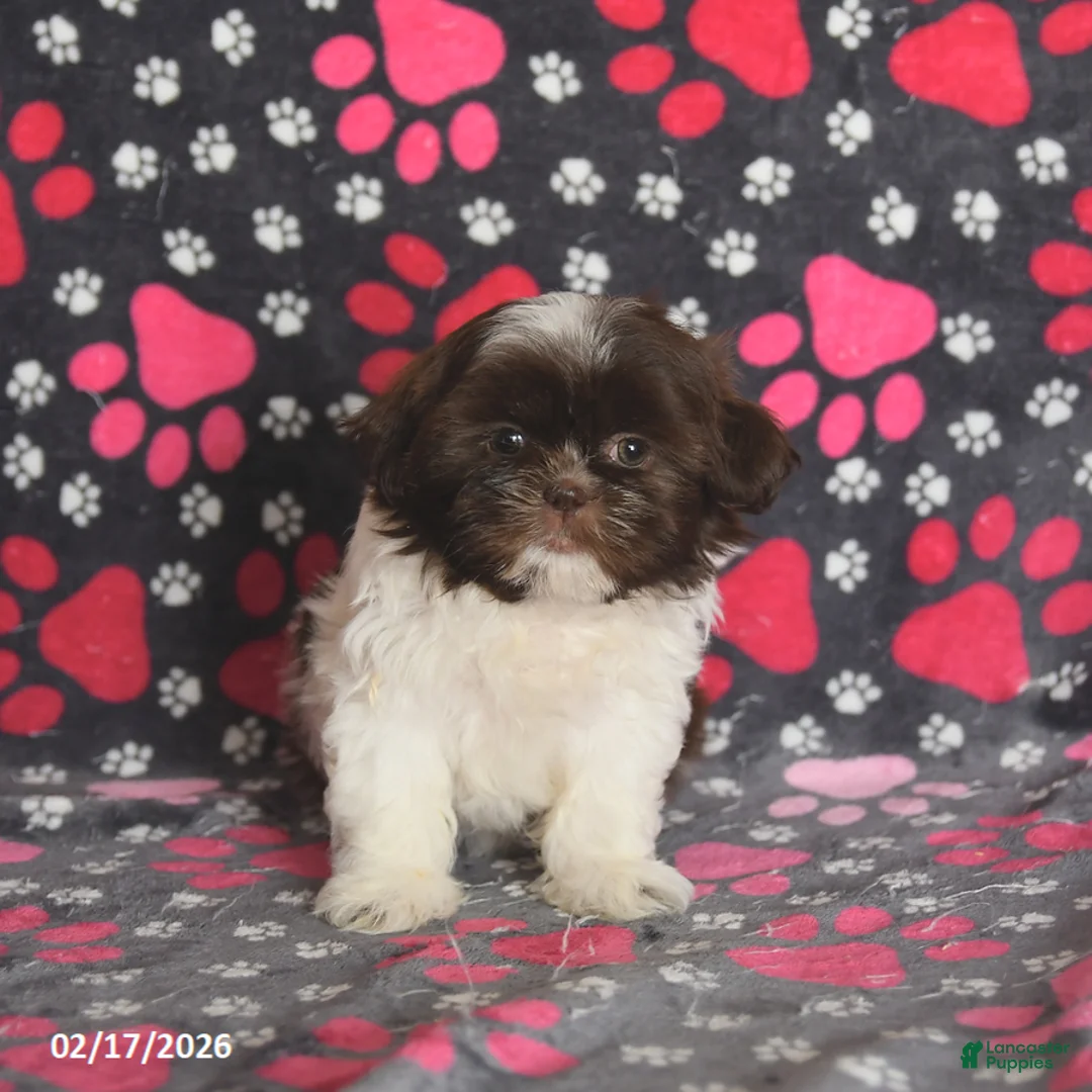 Shih Tzu dogs for sale: Tammy - Ad 5