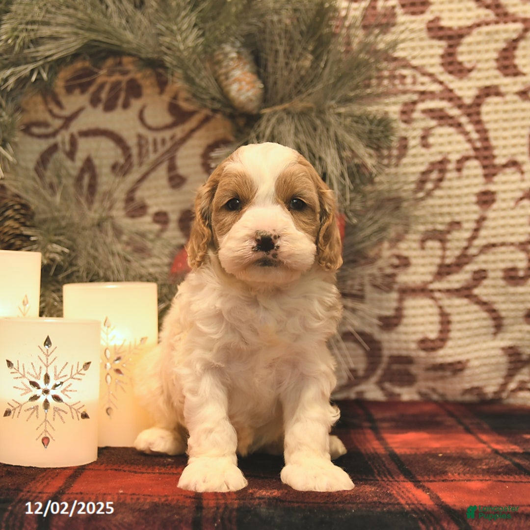 Cockapoo dogs for sale: Meagan  - Ad 4