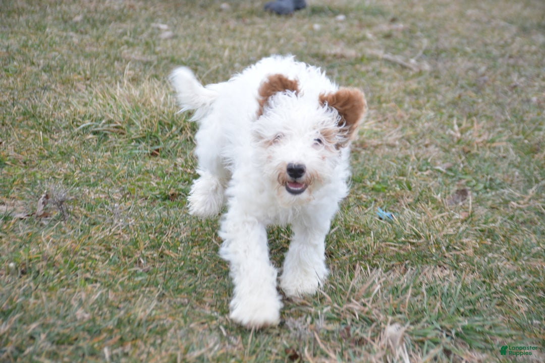 Goldendoodle dogs for sale: Dallas - Ad 1