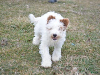 Goldendoodle dogs Dallas - Ad 13