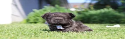 French Bulldog dogs for sale: Abe - Ad 3
