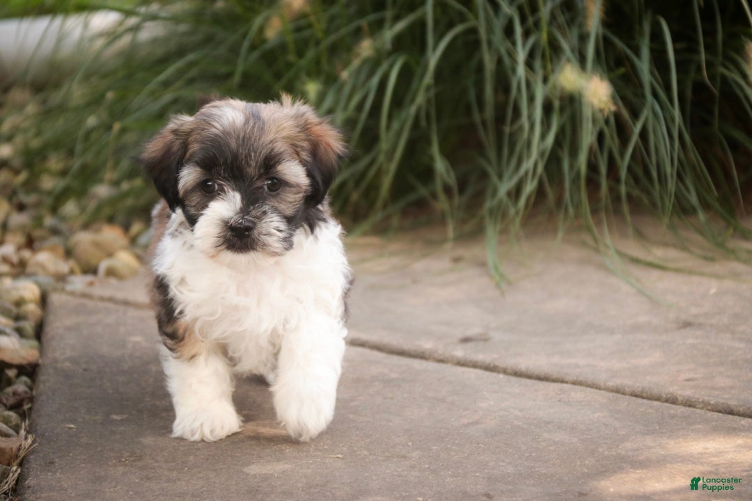 Havanese dogs Iris Havanese  - Ad 2