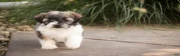 Havanese dogs for sale: Iris Havanese  - Ad 5