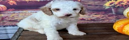 Cockapoo dogs for sale: Milo - Ad 5