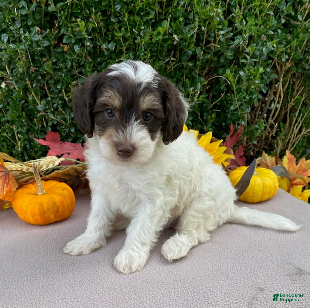 Miniature Labradoodle dogs for sale: Kaptain - Ad 1