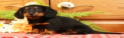 Miniature Dachshund dogs for sale: Darbie - Ad 2