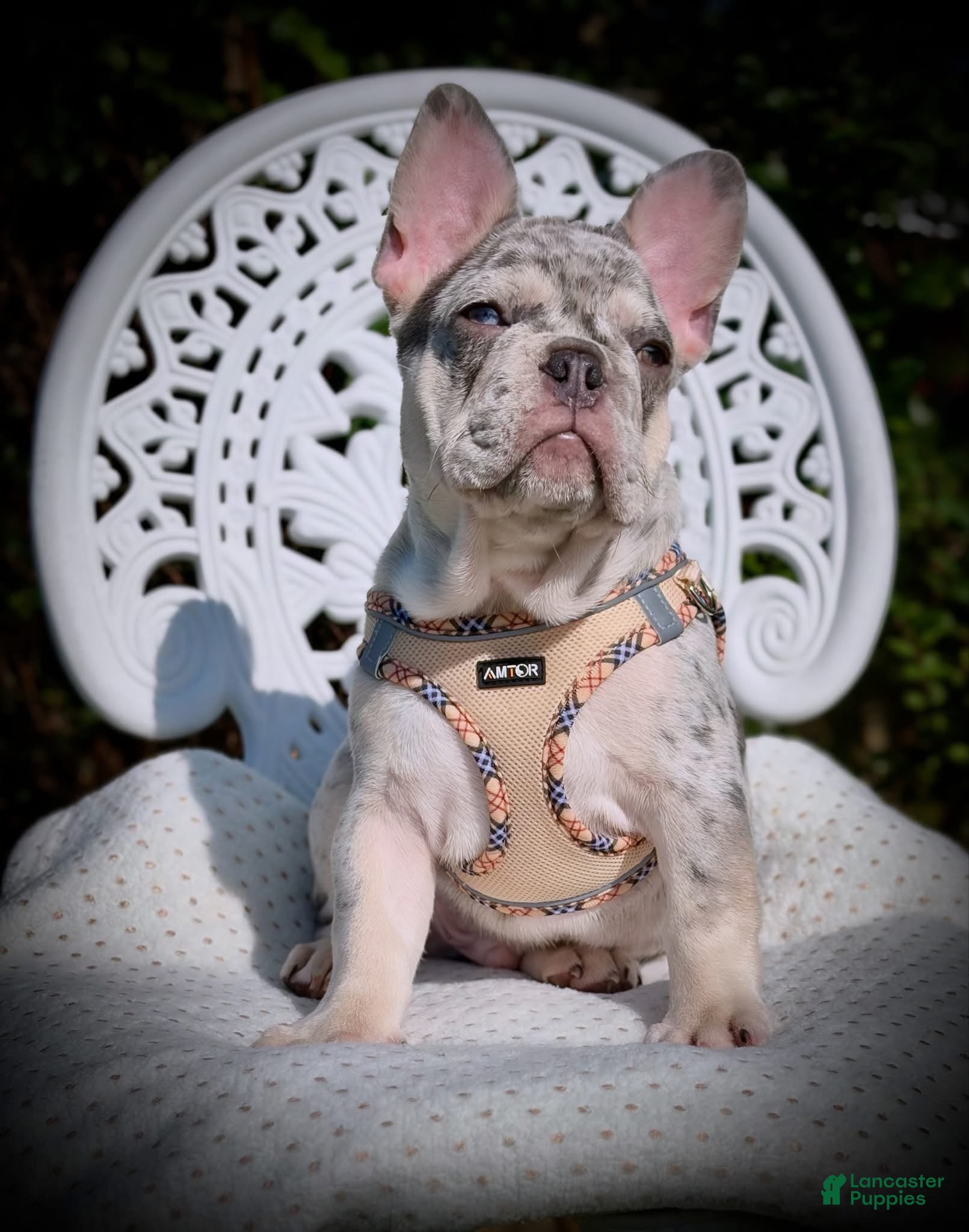 French Bulldog dogs for sale: Tito - Ad 1