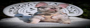 Tito