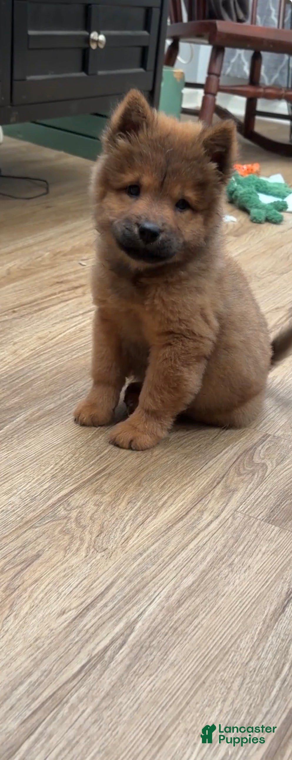 Chow Chow dogs Luna - Ad 2