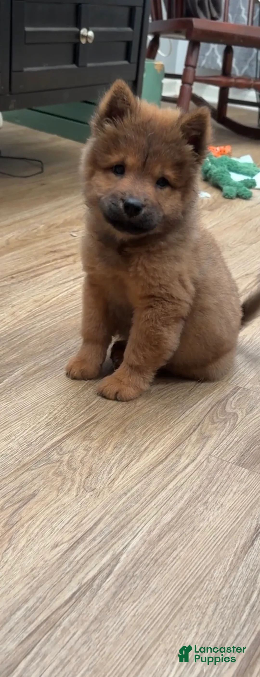 Chow Chow dogs for sale: Luna - Ad 2