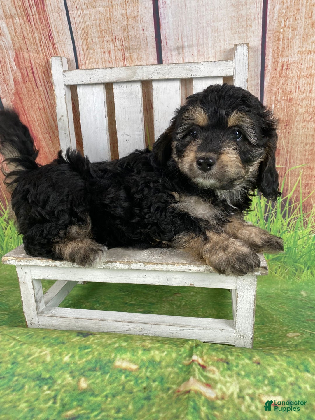 Cavapoo dogs for sale: Lily - Ad 7
