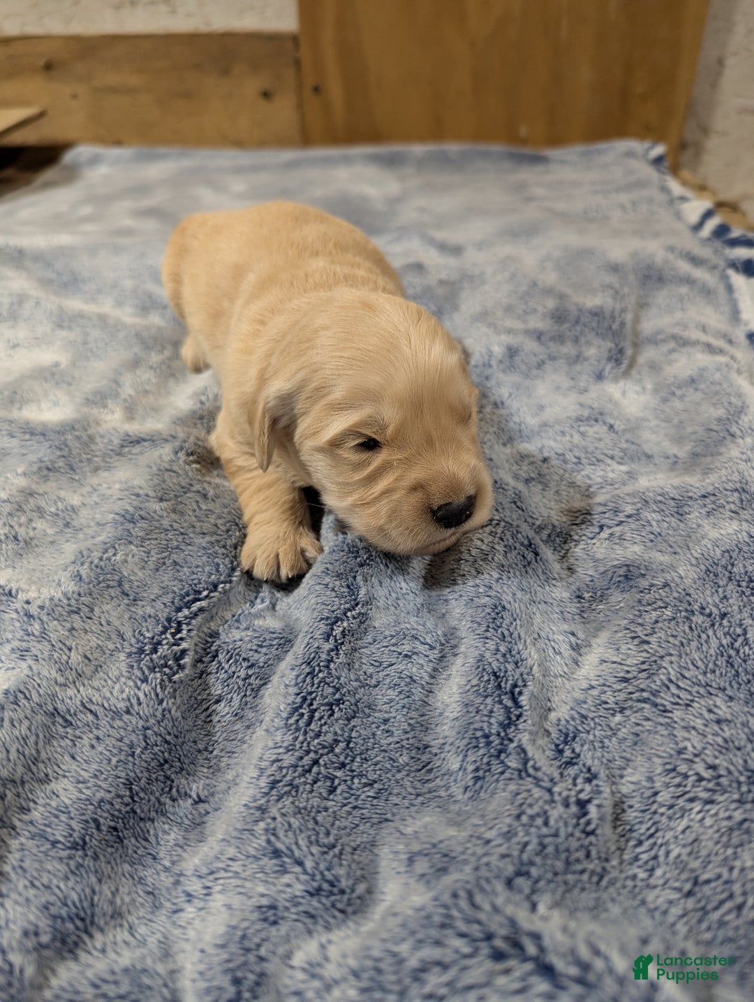 Golden Retriever dogs for sale: Duke  - Ad 1