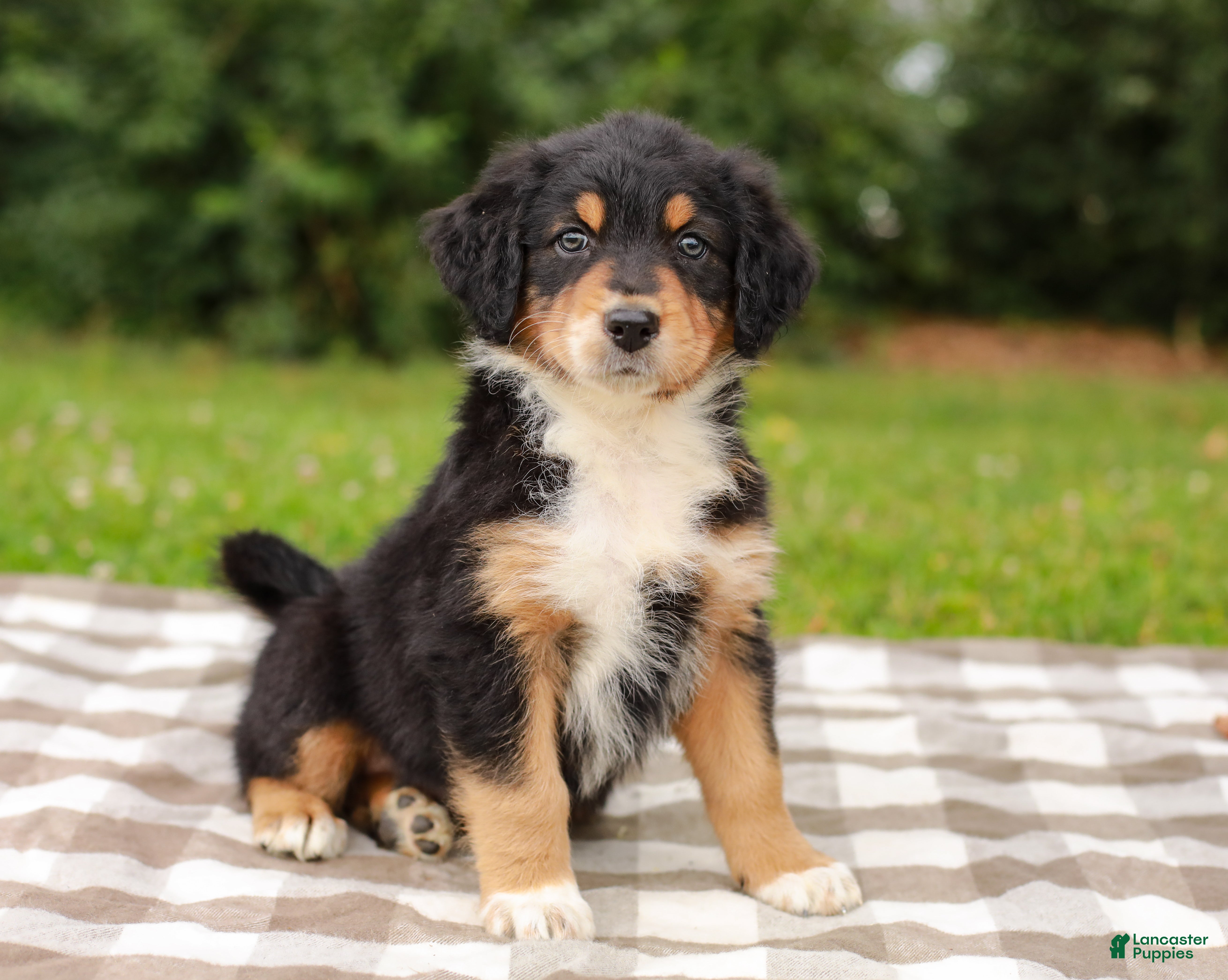 Aussiedoodle dogs Kimbo Standard Sized - Ad 1