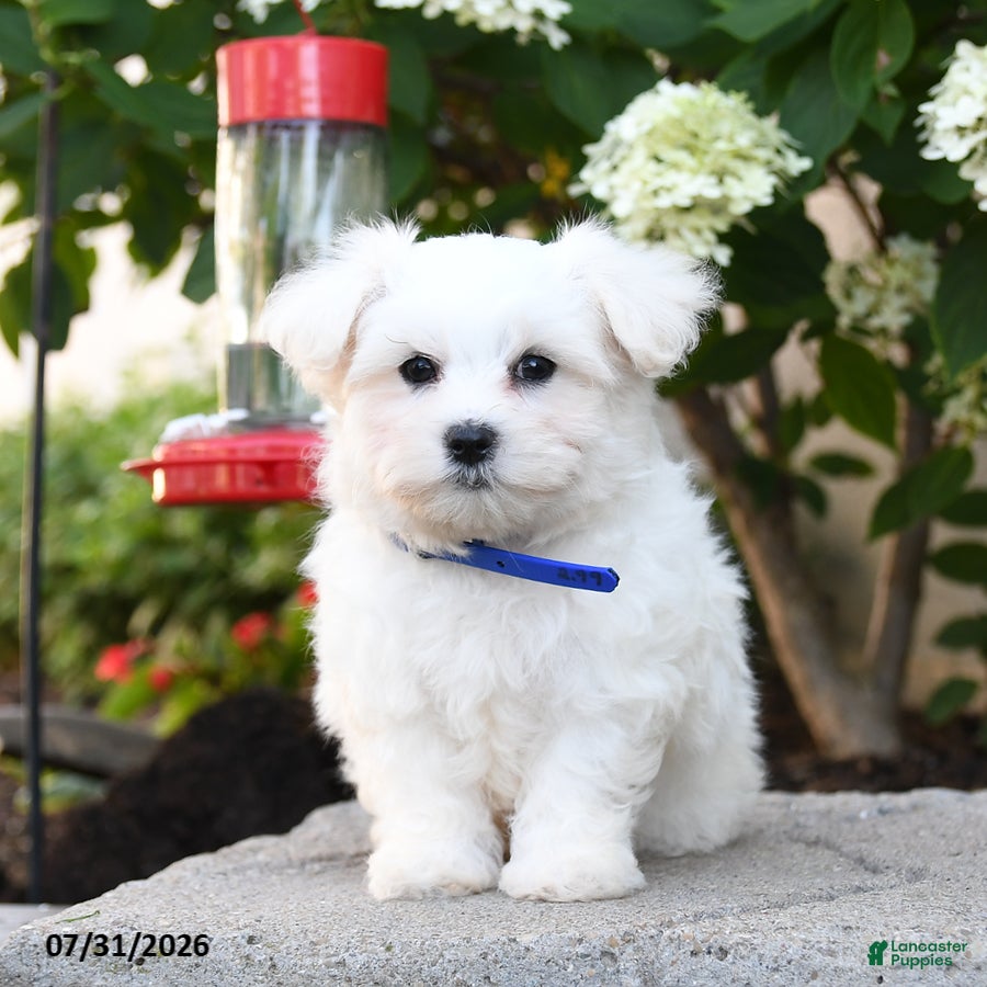 Maltese dogs Lenny - Ad 1