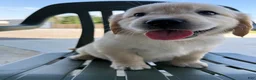 Golden Retriever dogs for sale: Gigi - Ad 21