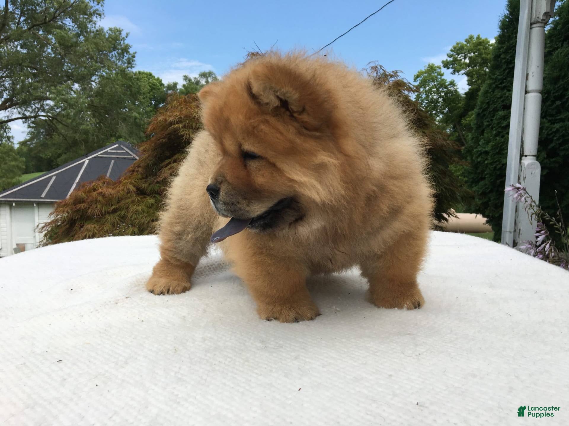 Malamute Chow Mix Puppies For Sale Chow Chow Puppies For Sale