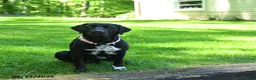 Mixed Breed dogs for sale: Roxy - Ad 5