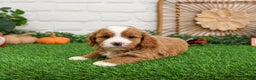 Cavapoo dogs for sale: Gavin - Ad 3