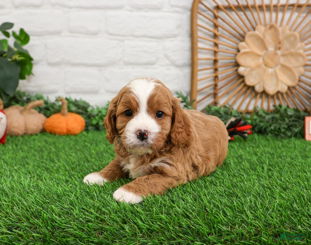 Cavapoo dogs for sale: Gavin - Ad 3