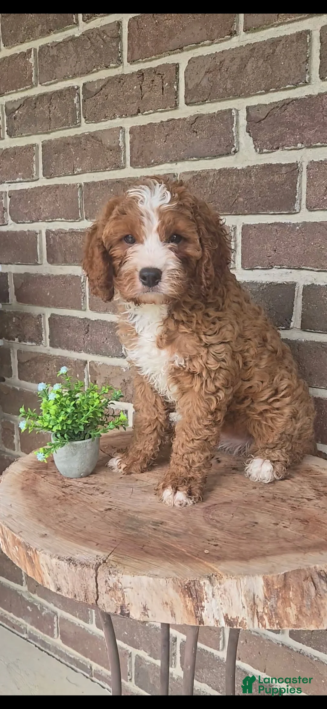 Cavapoo dogs for sale: Tanner - Ad 1