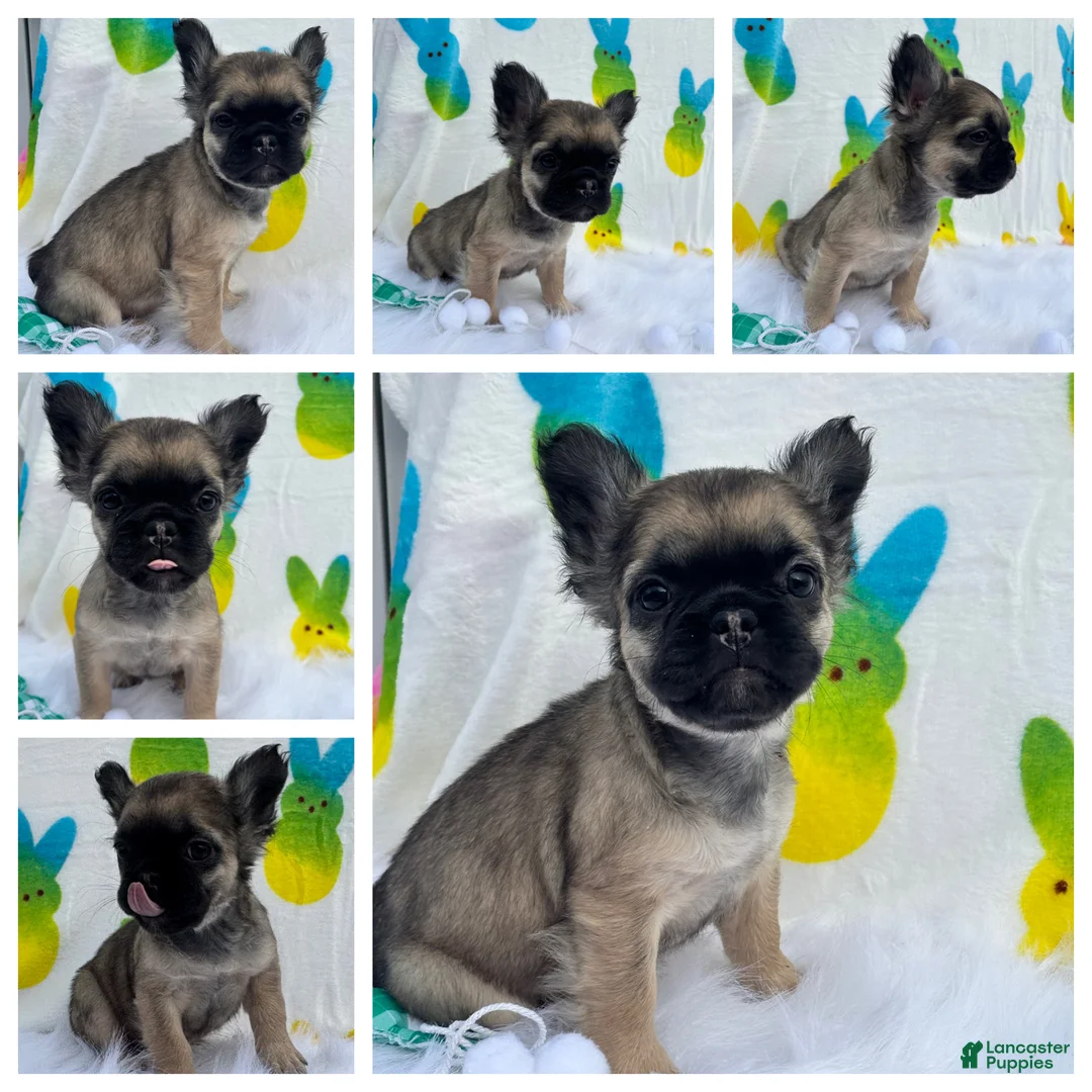 French Bulldog dogs for sale: Bad hair day girl  - Ad 1