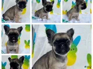 French Bulldog dogs Bad hair day girl - Ad 20