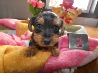 Yorkshire Terrier dogs Yorkshire Terrier Puppy 2 - Ad 34