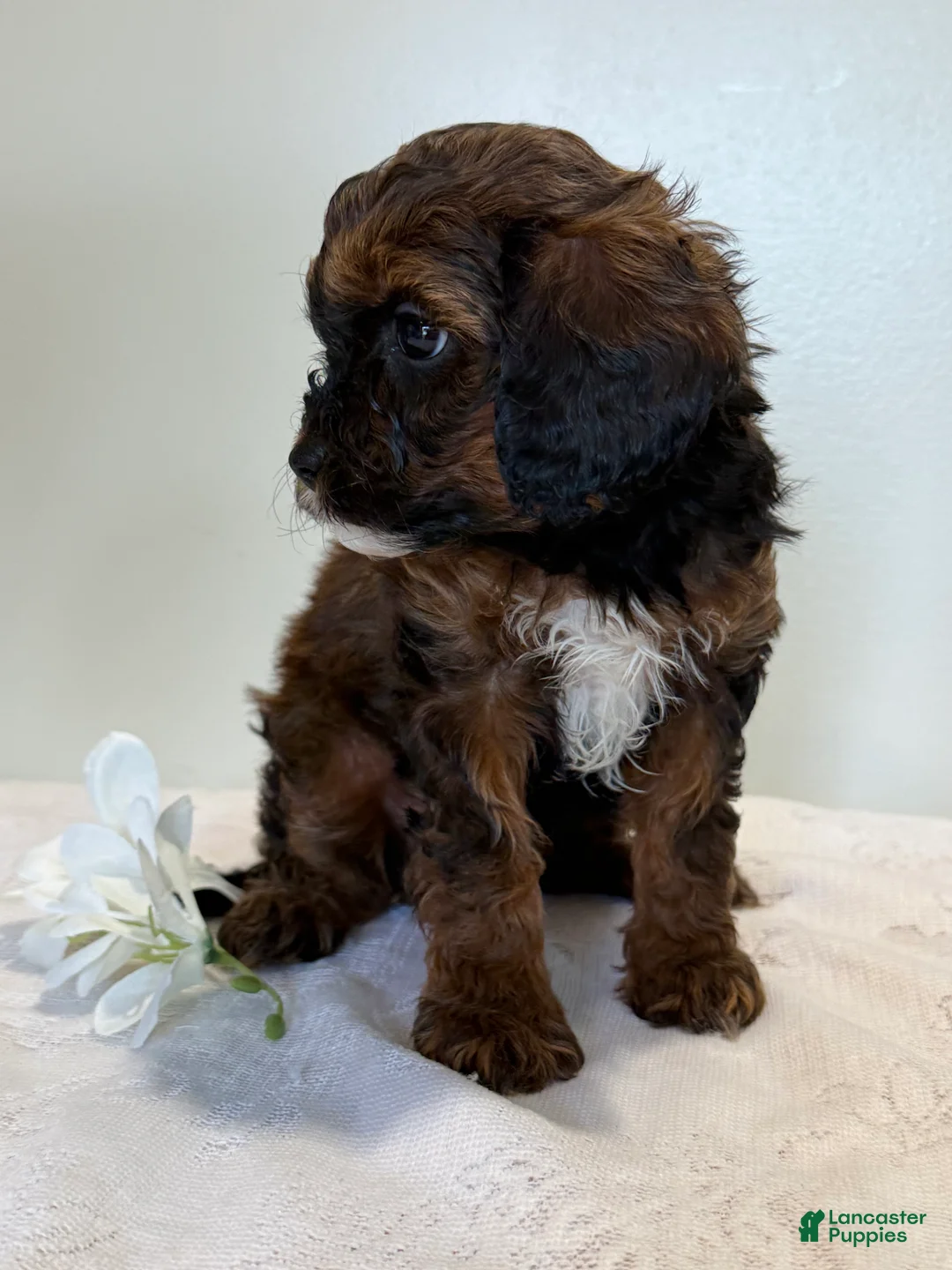 Cavapoo dogs for sale: Chocolate Chip Cavapoo  - Ad 2