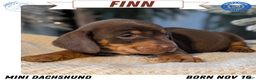 Miniature Dachshund dogs for sale: Finn - Ad 1