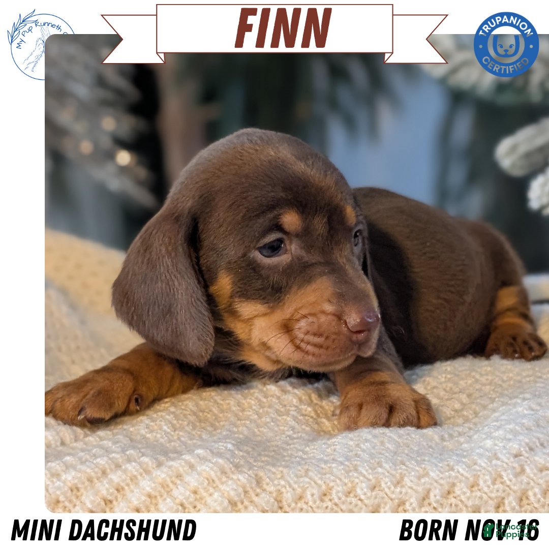 Miniature Dachshund dogs for sale: Finn - Ad 1