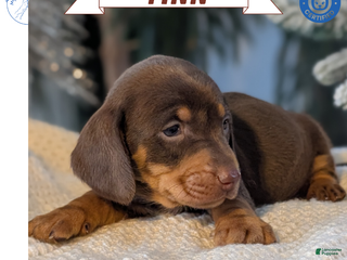 Miniature Dachshund dogs Finn - Ad 31
