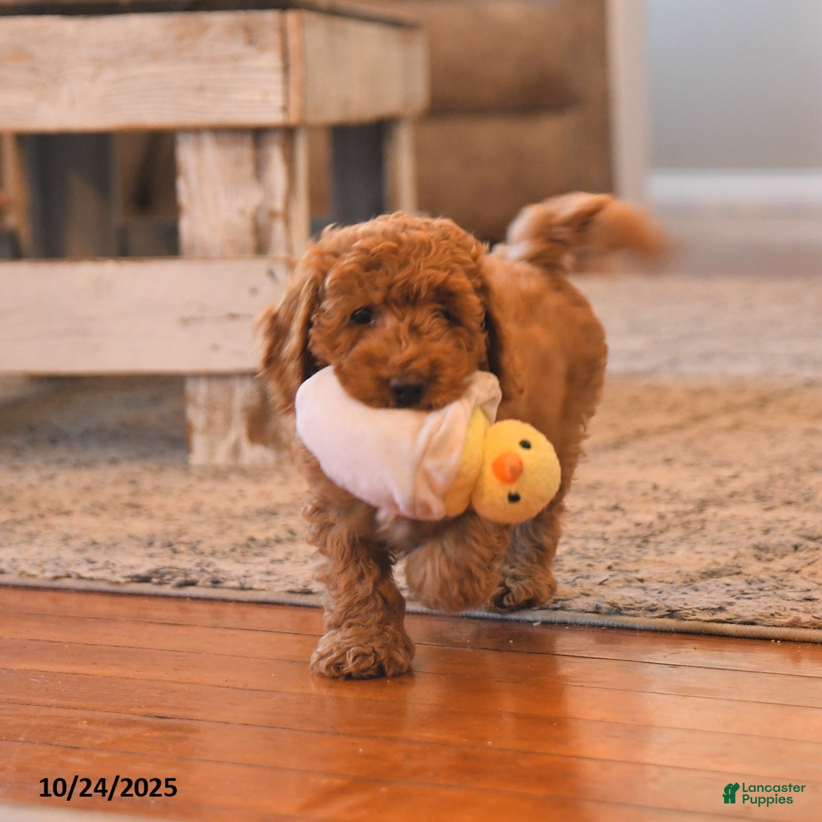 Cockapoo Puppies for sale | Lancaster Puppies