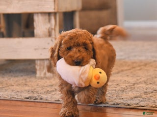 Cockapoo Puppies for sale | Lancaster Puppies