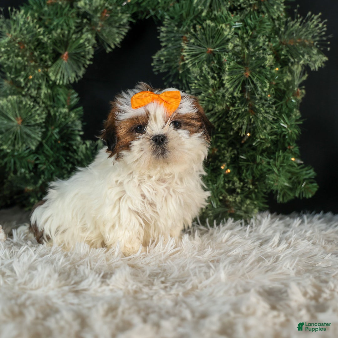 Shih Tzu dogs for sale: RANDY - Ad 12