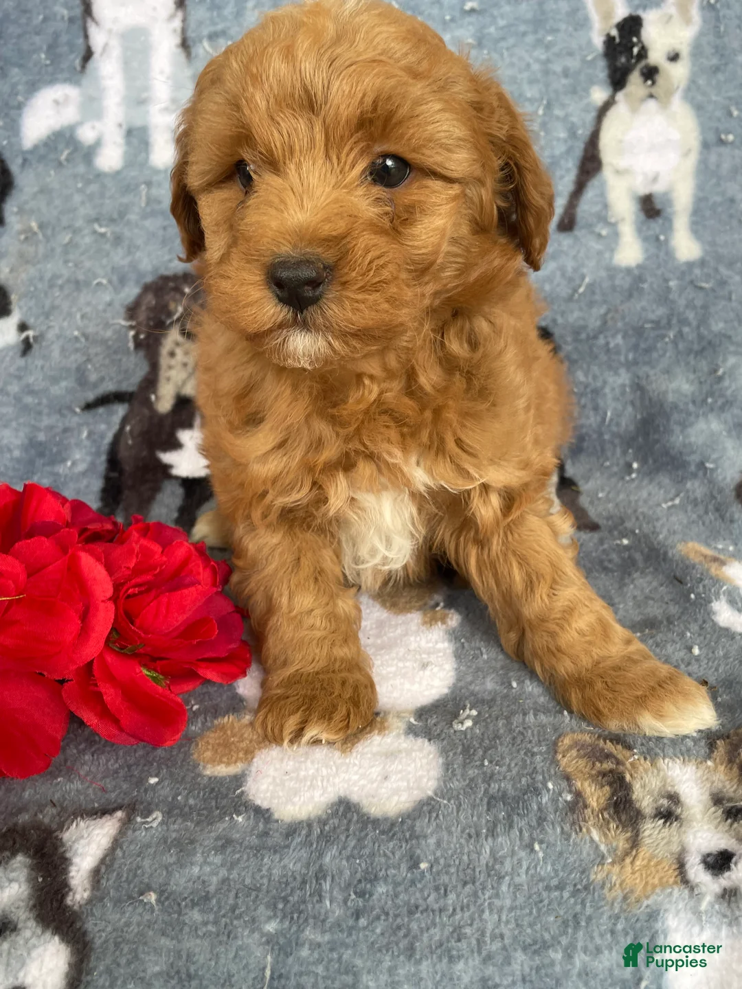 Miniature Poodle dogs for sale: Chester - Ad 2