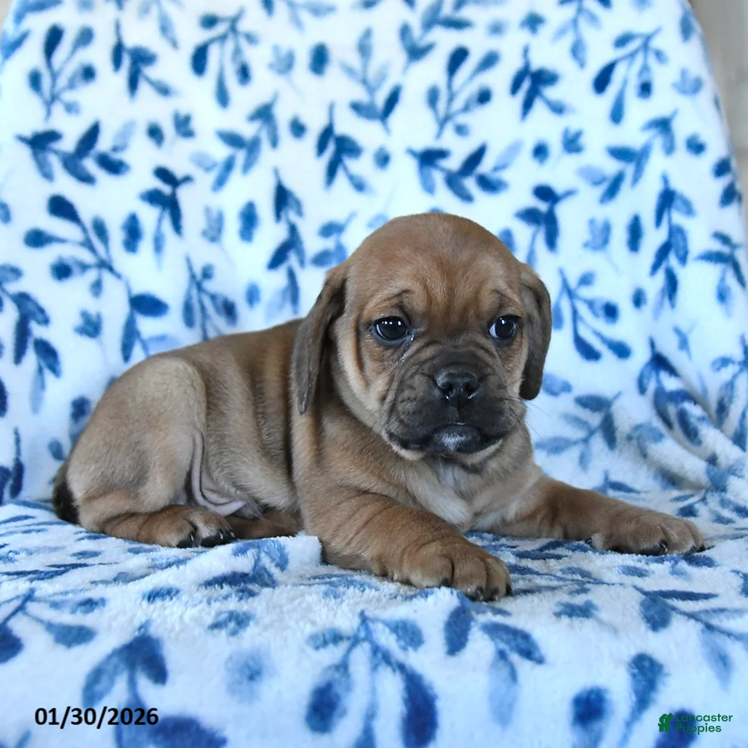 Puggle dogs for sale: Sunny  - Ad 3