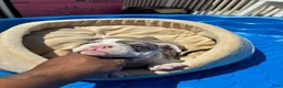 English Bulldog dogs for sale: Layla - Ad 5