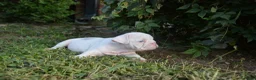 English Bulldog dogs for sale: Skye - Ad 3