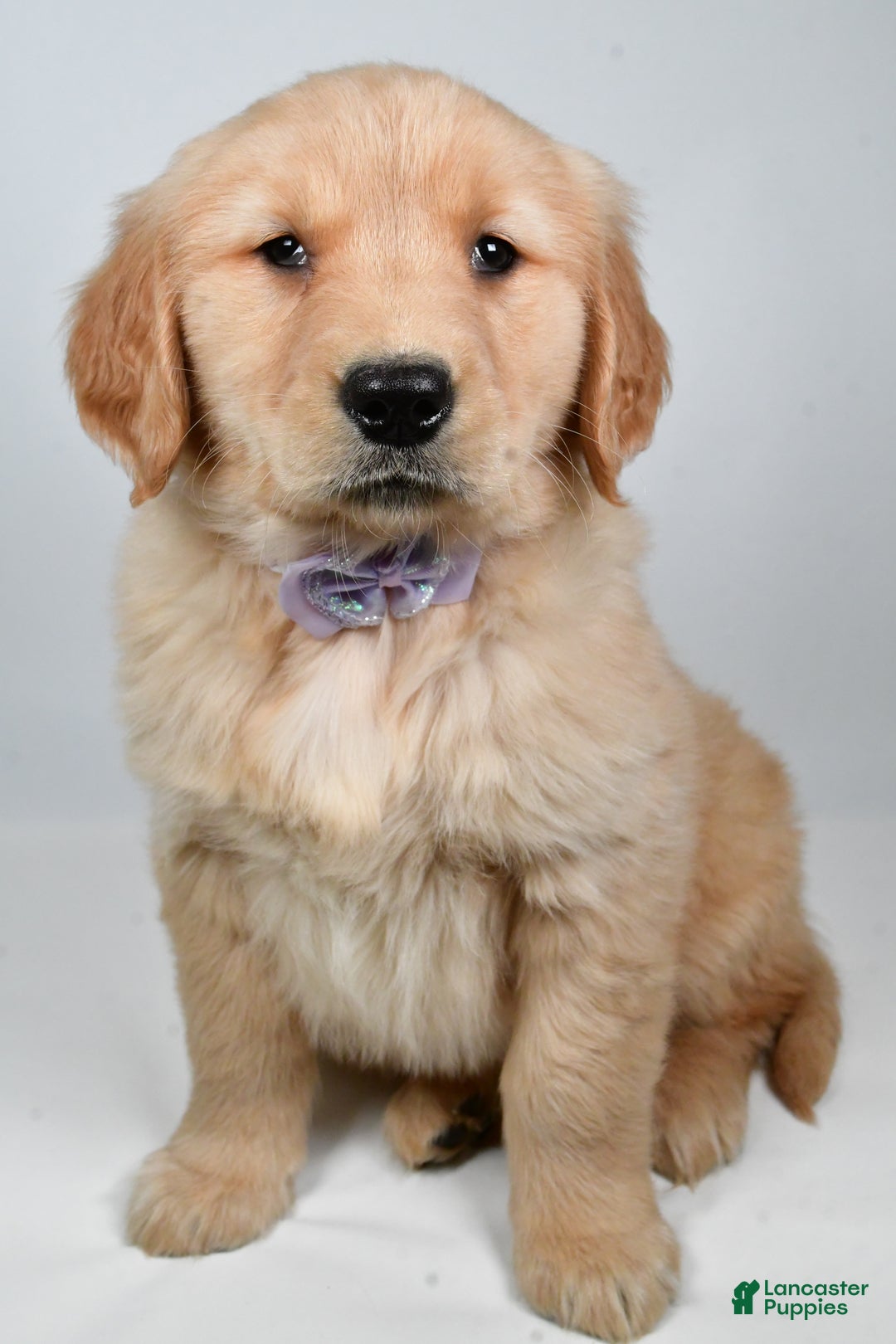Golden Retriever dogs for sale: Lilly - Ad 3