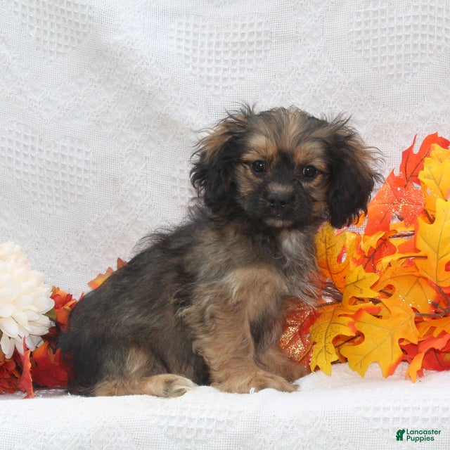 Spaniel Puppy Tibetan Spaniel Cross Shih Tzu Tzu Dog Breed King