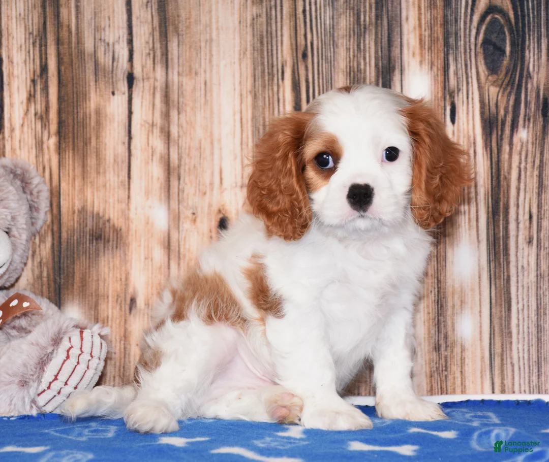 Cavalier King Charles Spaniel dogs for sale: Ninja - Ad 2