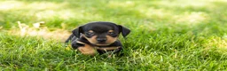 Miniature Dachshund dogs for sale: Oscar  - Ad 2